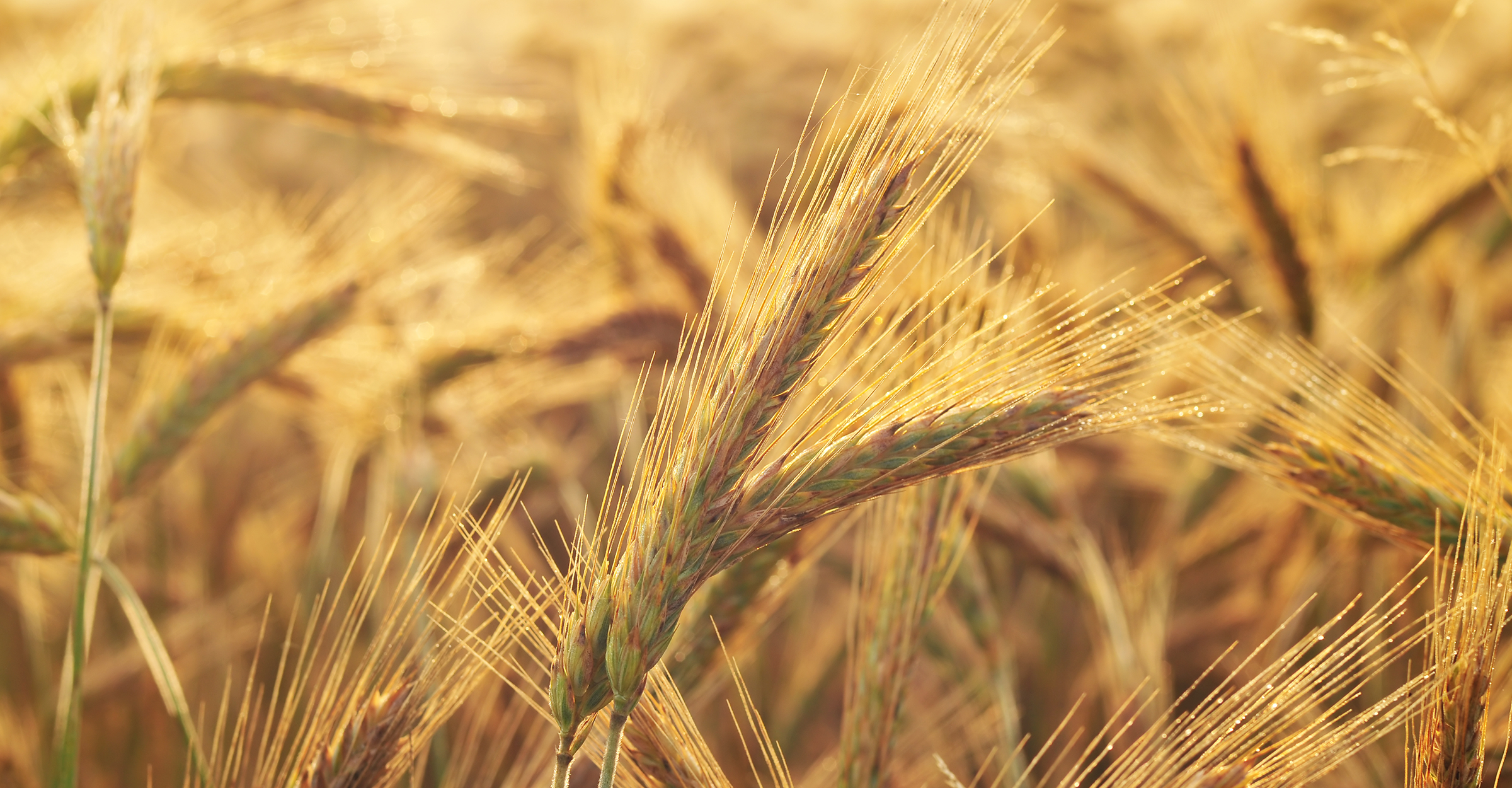 Soft wheat